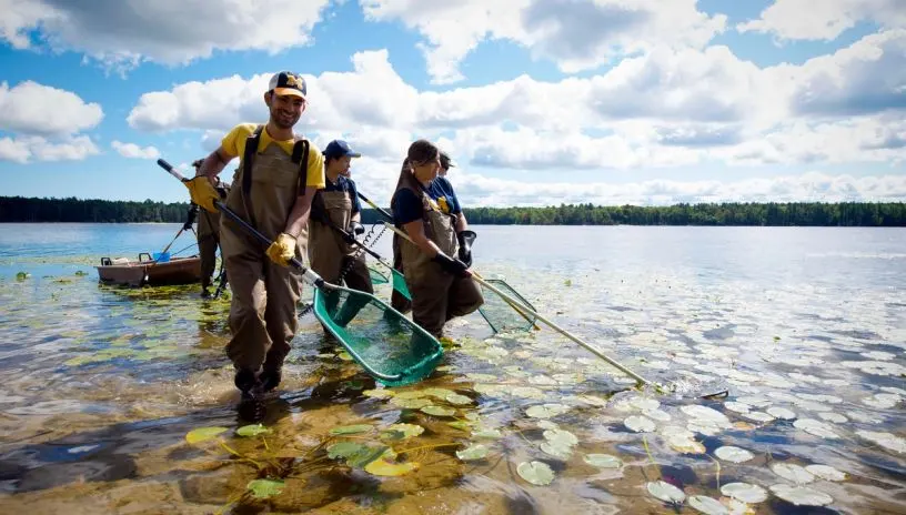 People wading with nets in a lake
